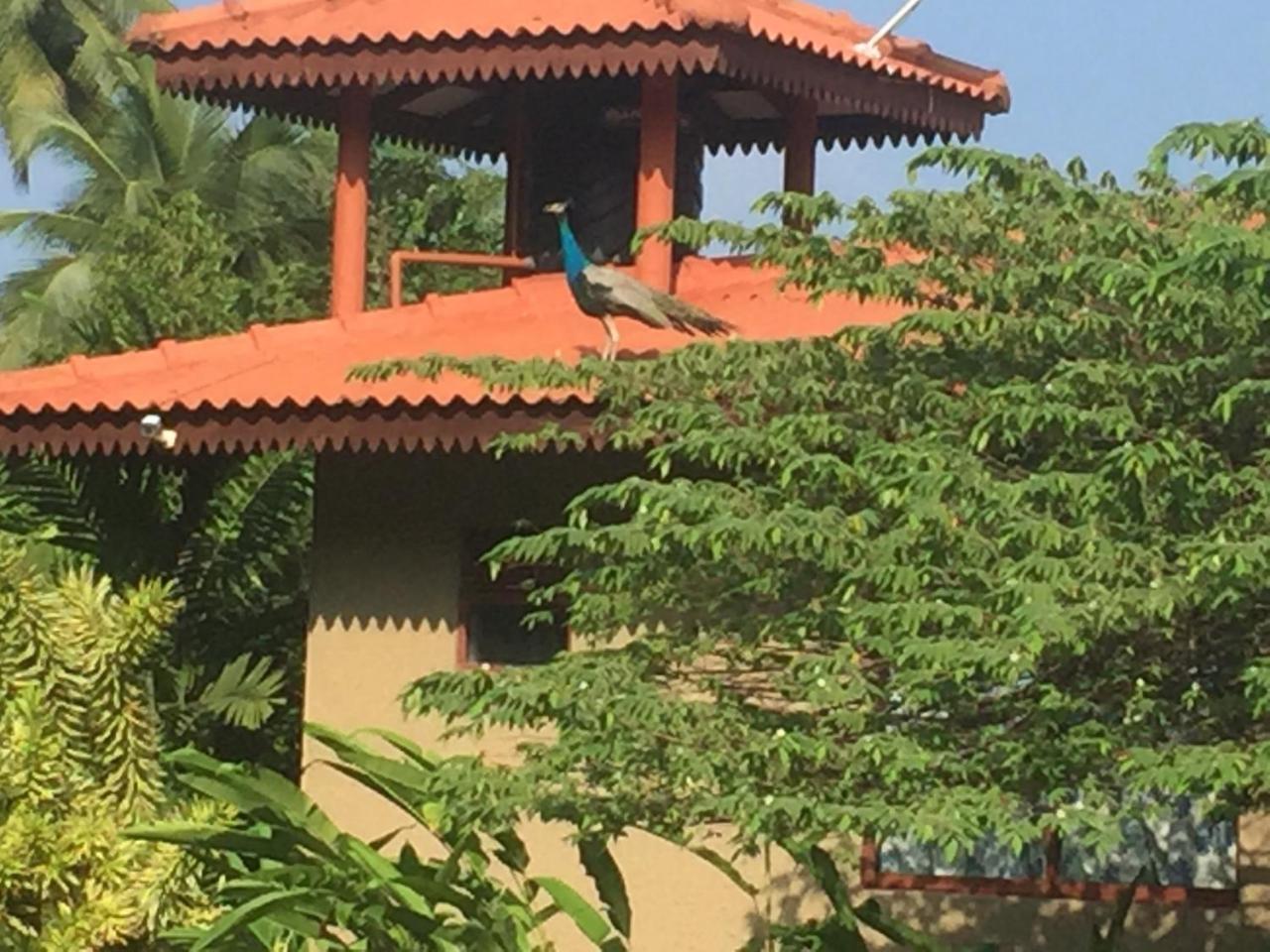 Mass Eco Cabana Yoga & Spa - Unawatuna Esterno foto